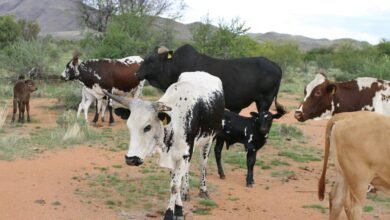 210 Cows For Africa's Biggest Funeral Of Zambian Farmer