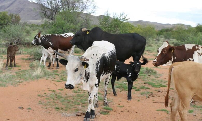 210 Cows For Africa's Biggest Funeral Of Zambian Farmer